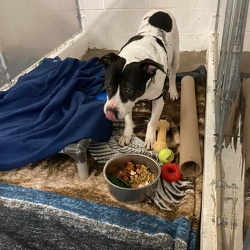 Thanksgiving and Christmas Dinners