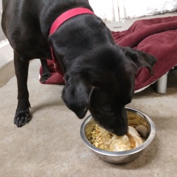 Thanksgiving and Christmas Dinners