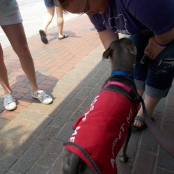Pup Crawl
